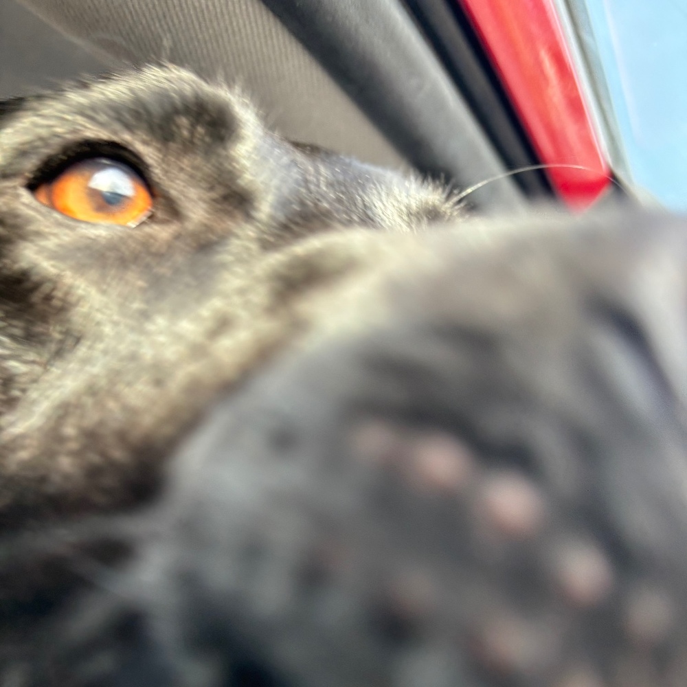 Meet your Posher, Emma